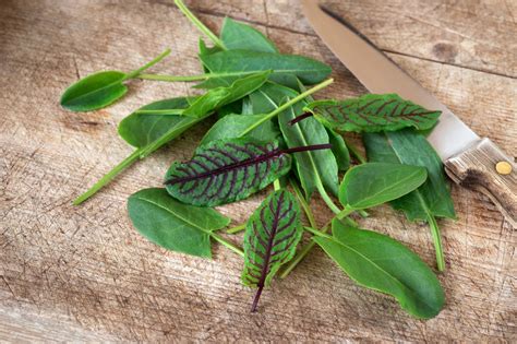 Sorrel, Explained | Epicurious