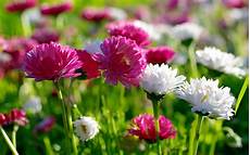 Stunning Hd Flower Photo by Flowers For Flower Hd Flowers Wallpapers Stunning Hd Flower Photo