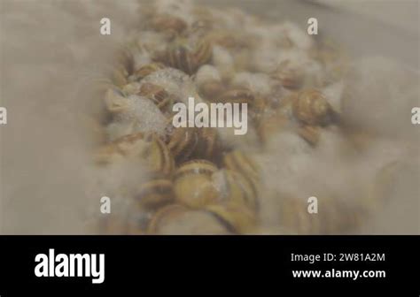 Image result for Extraction of Protein From Snail Shell