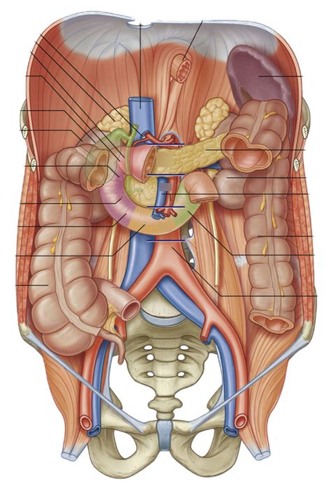 Image result for Duodenum Part