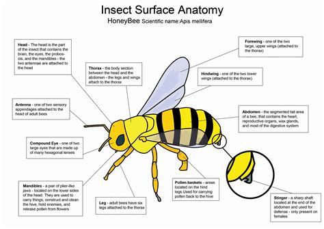 Honey Bee Anatomy Pictures Giant B Honey Honey Bee Body Is Divided