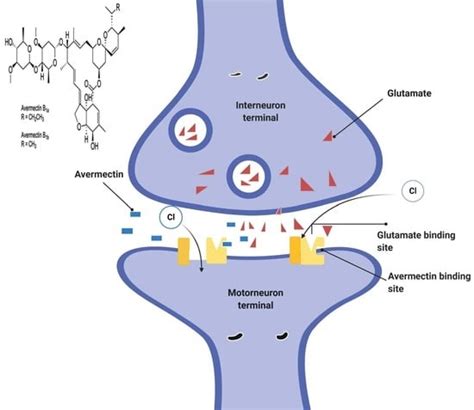 Avermectin Derivatives, Pharmacokinetics, Therapeutic and Toxic Dosages ...
