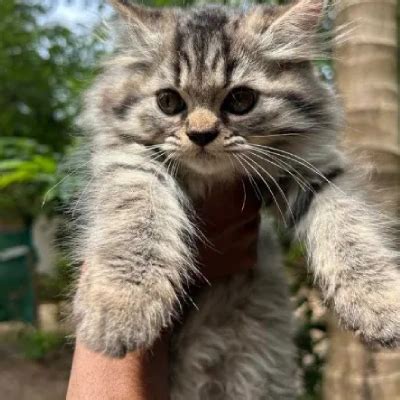 Persian cat Price in Hyderabad | Persian cats for sale in Hyderabad