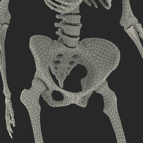 3D Human Female Skeleton Pose 3 model | 3D Molier International