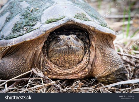 Image result for Snapping Turtle Running
