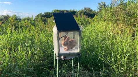 Image result for Python Removal Rabbits