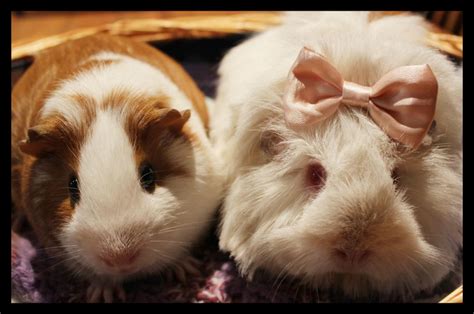 Python vs Guinea Pig 的图像结果