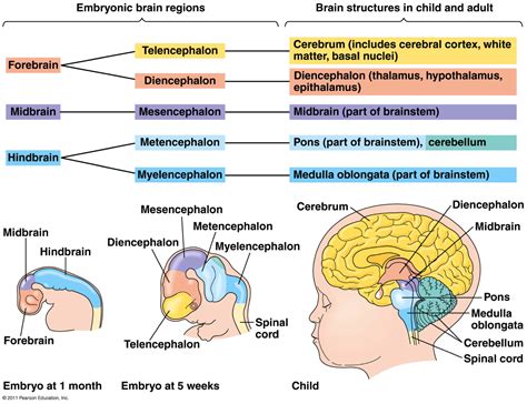 Human Brain Memory 的图像结果