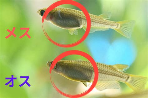 Image result for Example of Debugging Using Letters for Grade 2
