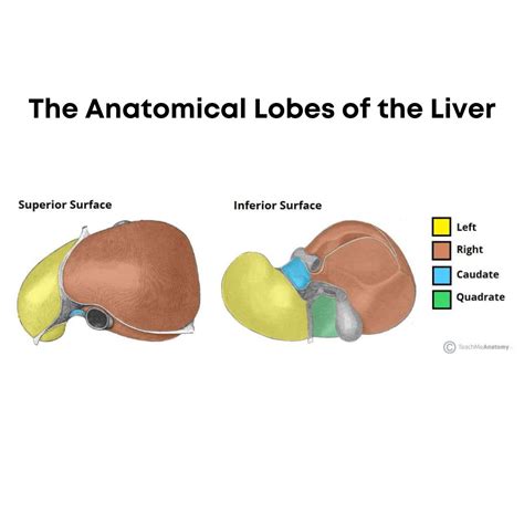 Texas Liver Foundation | "Anatomically the liver has four lobes: right ...