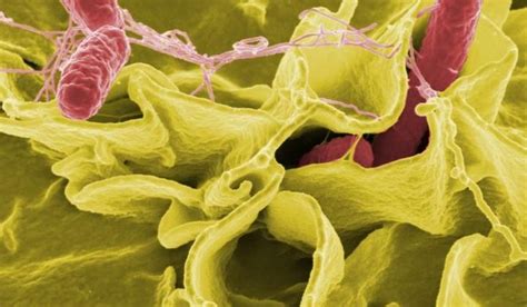 pEtN bacterial cellulose promises cheaper ethanol bio-fuel and ...