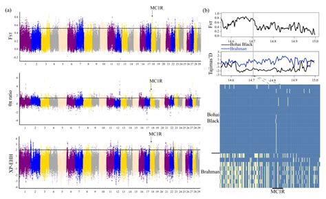 Assessing Genomic Diversity and Selective Pressures in Bohai Black ...