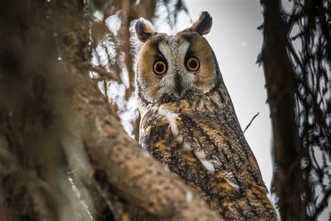 Owls In Ohio: 8 Night Bird Species (Habitats & Behaviors)