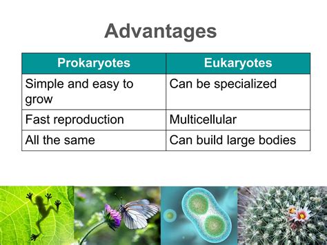 Lesson 3 Prokaryotic vs Eukaryotic Cell | PDF