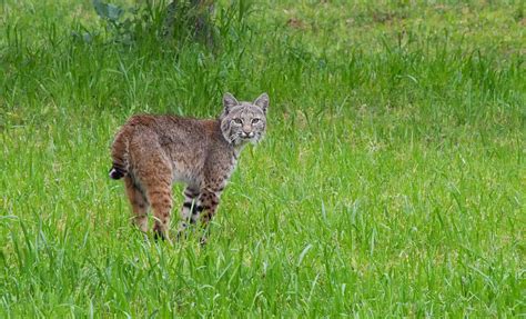 Bobcat - Texas Native Cats