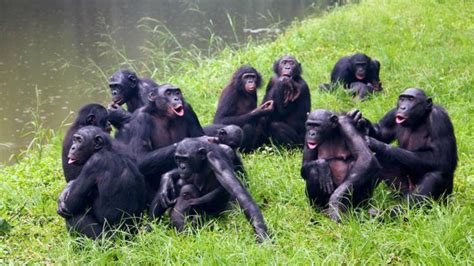 Apes use 'make-up sex' for bonding, revealing how human intimacy began