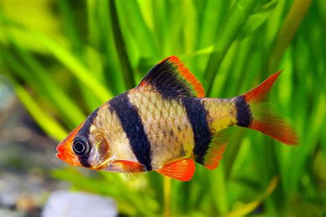 Best Cheapest Aquarium Fish Online at Low Price – Best4Pets