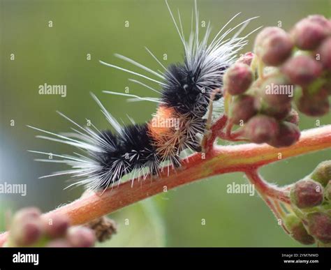 Spotted Tussock Moth (Lophocampa maculata Stock Photo - Alamy