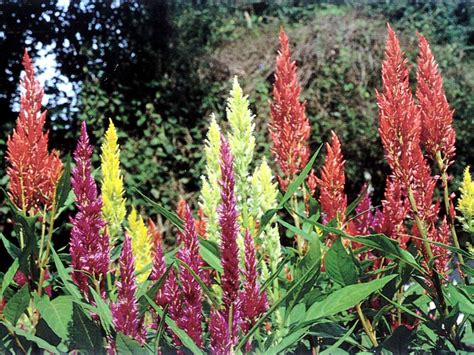 Aspiration for immortality : spiritual meaning of flower