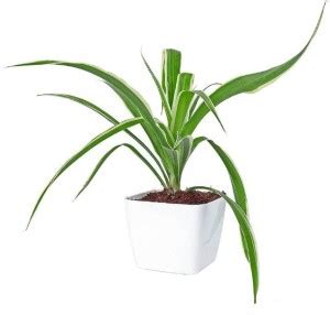 Zaavic Spider Plant Price in India - Buy Zaavic Spider Plant online at ...