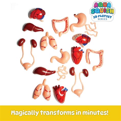 Diy Science Human Organs Squish Kit — Toycra