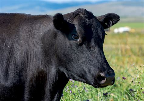 Black Angus Free Stock Photo - Public Domain Pictures