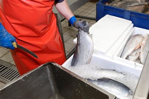 Image result for Fish Factory Tour