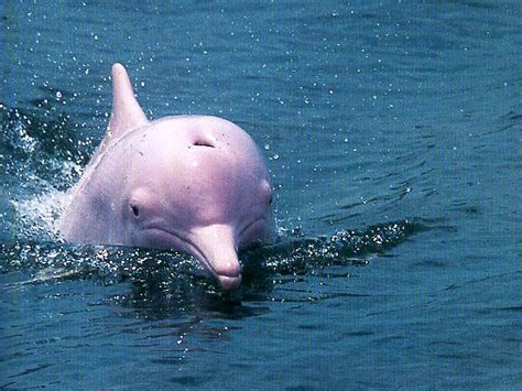 白海豚的眼淚 - 白海豚