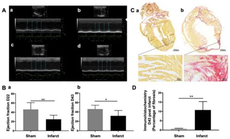 Comparison of a New 68Ga-Radiolabelled PET Imaging Agent sCD146 and RGD ...