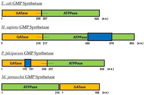 GMP Synthetase: Allostery, Structure, and Function