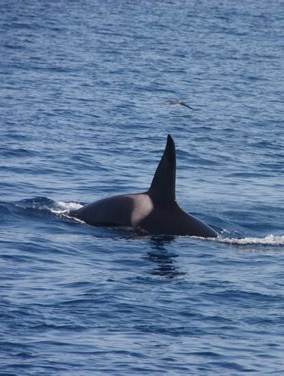 Spektakulärer Auftakt in die Orca-Saison!