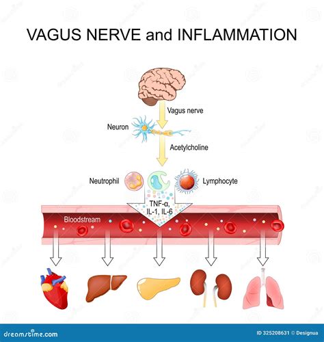Vagus Nerve and Inflammation Stock Illustration - Illustration of neurotransmitters, anatomical ...