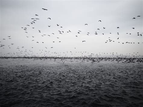 large Group Of Animals, bird, group Of Animals, black and white ...