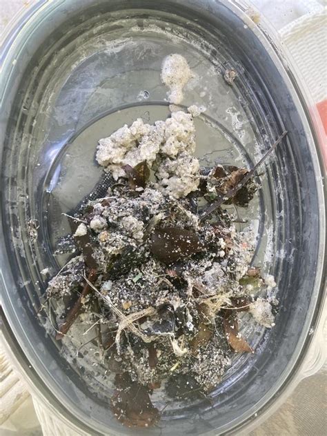 Aqua EZ 5-in Handheld Pool Vacuum UV189 at Lowes.com