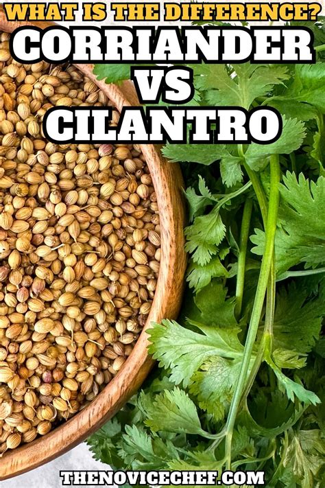 Is Coriander the Same as Cilantro? | The Novice Chef