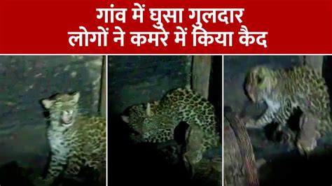 leopard entered village for prey caught closed in room in Uttarkashi ...
