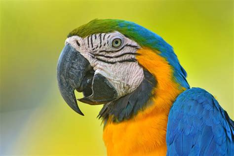 Image result for How to Show Null Values in CSV Python Code