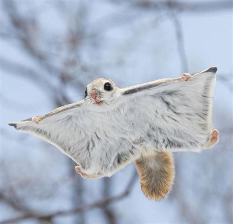 Meet the Siberian Flying Squirrel: A Unique Creature of the Boreal ...