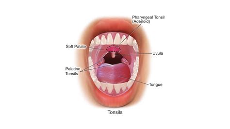 Tonsils Anatomy
