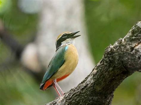 Arrival of Chatak Bird and Indian Pita in Gir-Girnar