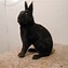 Image result for All 49 Different Types of Bunnies