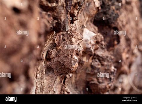 Image result for Tree with Bark Rot