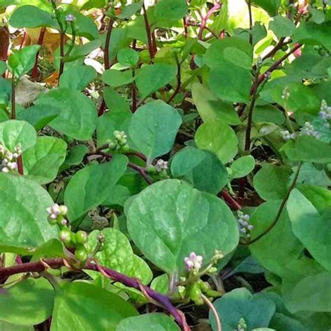 MaliaGarden RED Malabar Spinach - Lal Pui Sag Seed Price in India - Buy ...