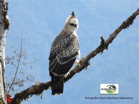 949 especies de fauna silvestre aporta el Huila a la biodiversidad del ...