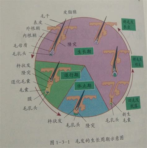 毛发的生长周期_脱发_脱发介绍 - 好大夫在线