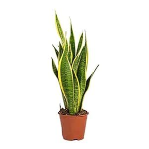 Go4plants Garden Art Live Snake Plant Sansevieria Plant With Pot ...