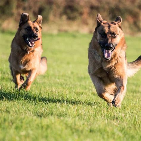 How Much Exercise Does a German Shepherd Need? - Doggie HQ