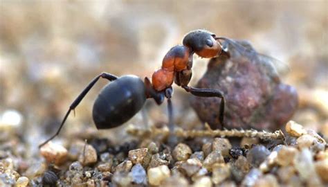 Did you know that ants learnt farming even before humans? - Read ...
