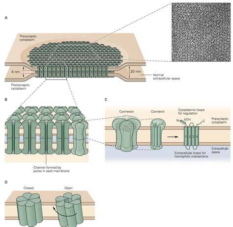 Synapses and Neurotransmitter Receptors – Physiology