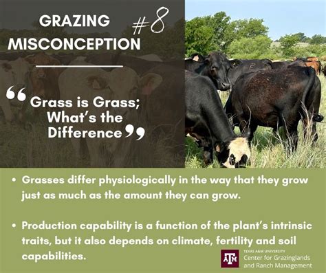 Image result for Grass Script vs Running Script